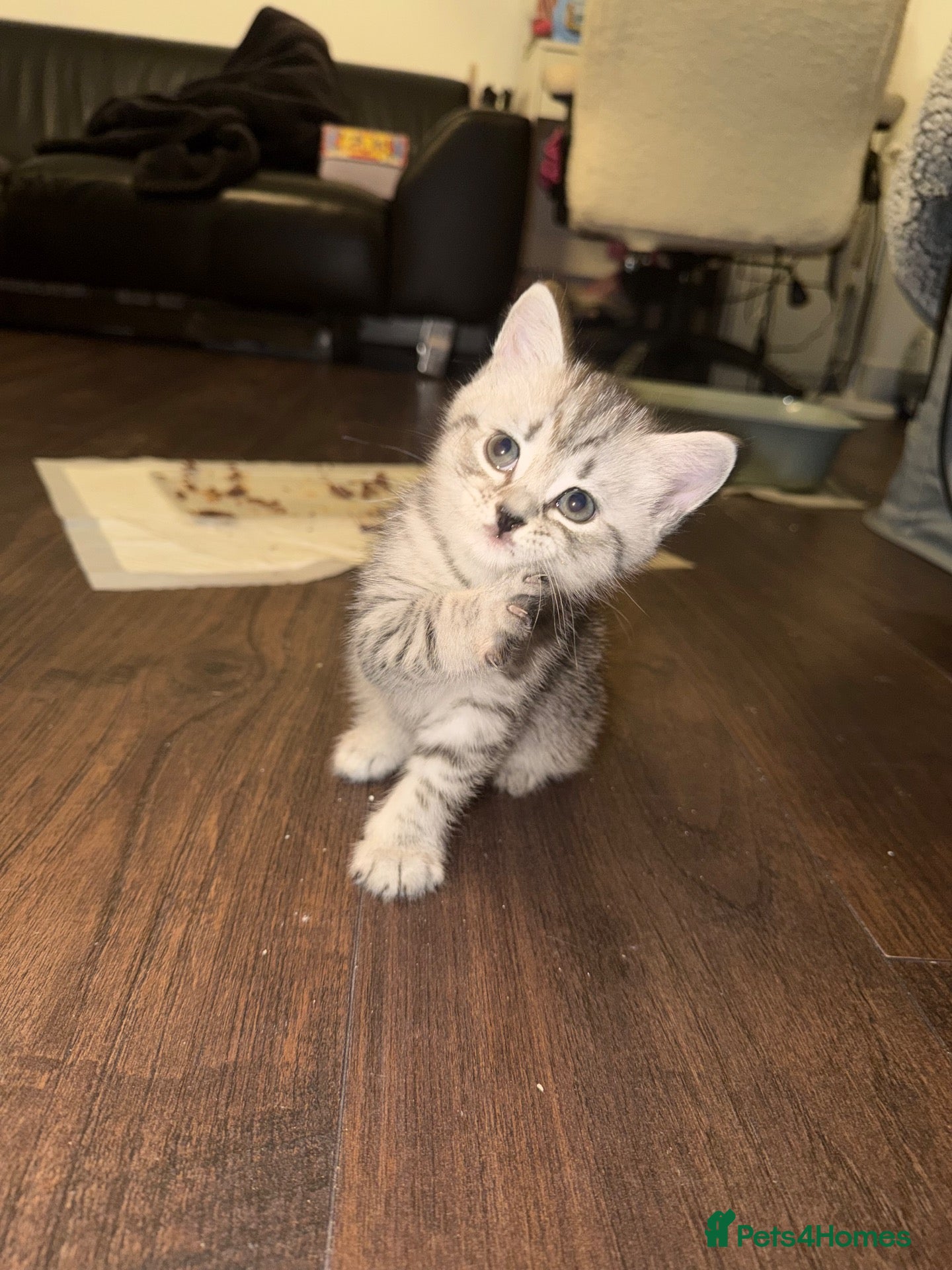 Mixed Breed cats Beautiful BSH × Siberian Kittens🤍 - Advert 4