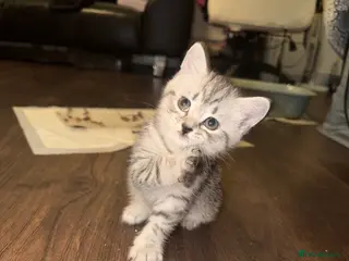Mixed Breed cats Beautiful BSH × Siberian Kittens🤍 - Advert 4