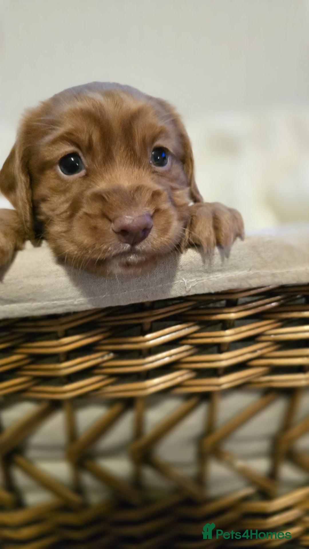 Cocker Spaniel dogs for sale: 3 beautiful working cocker spaniel pups  - Advert 10