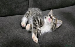Mixed Breed cats for sale: Two kittens available - Image 8