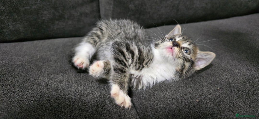 Mixed Breed cats for sale: Two kittens available - Image 8