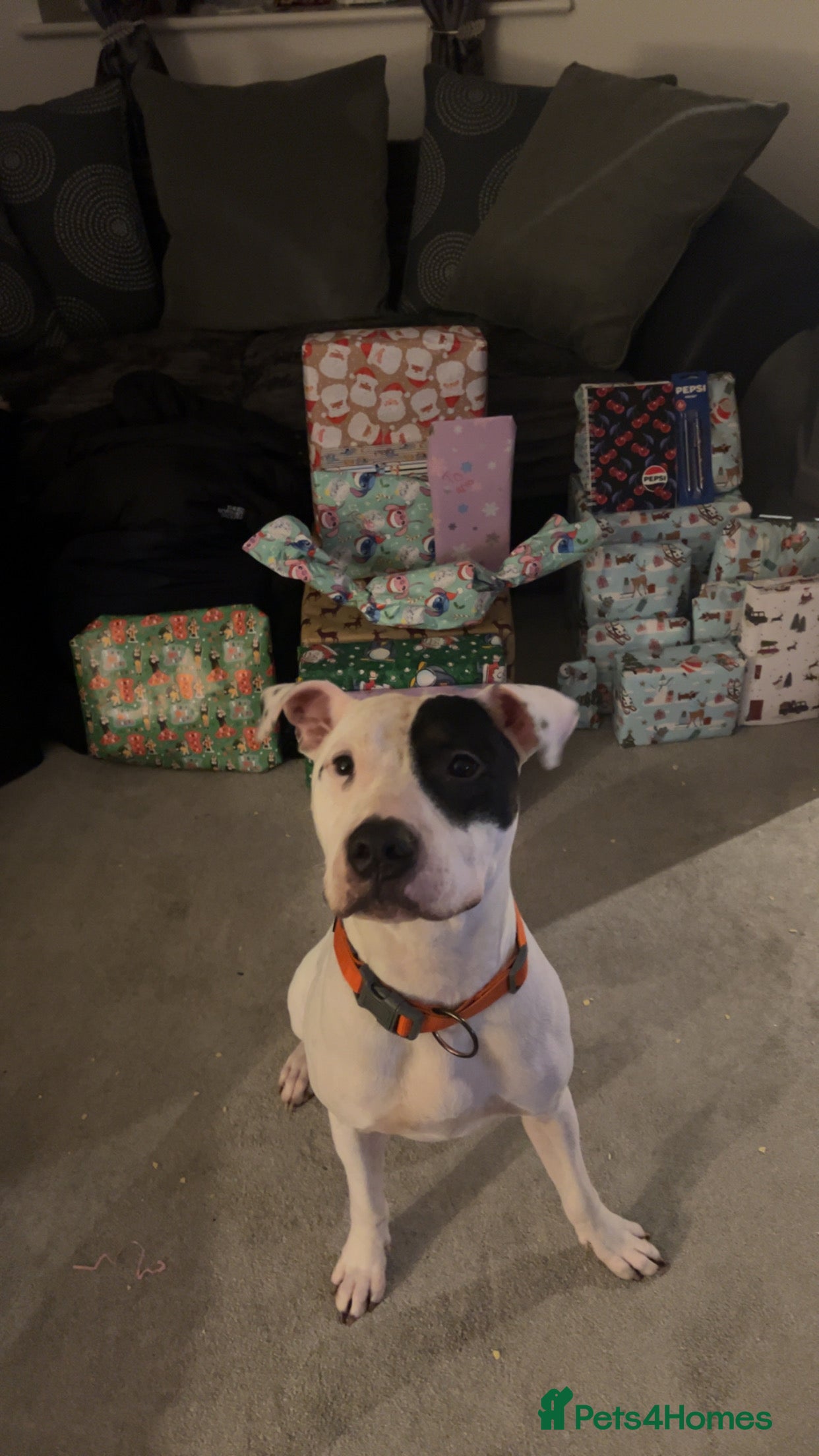 Mixed Breed dogs Staff x American bulldog - Advert 1