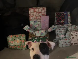 Mixed Breed dogs Staff x American bulldog - Advert 2