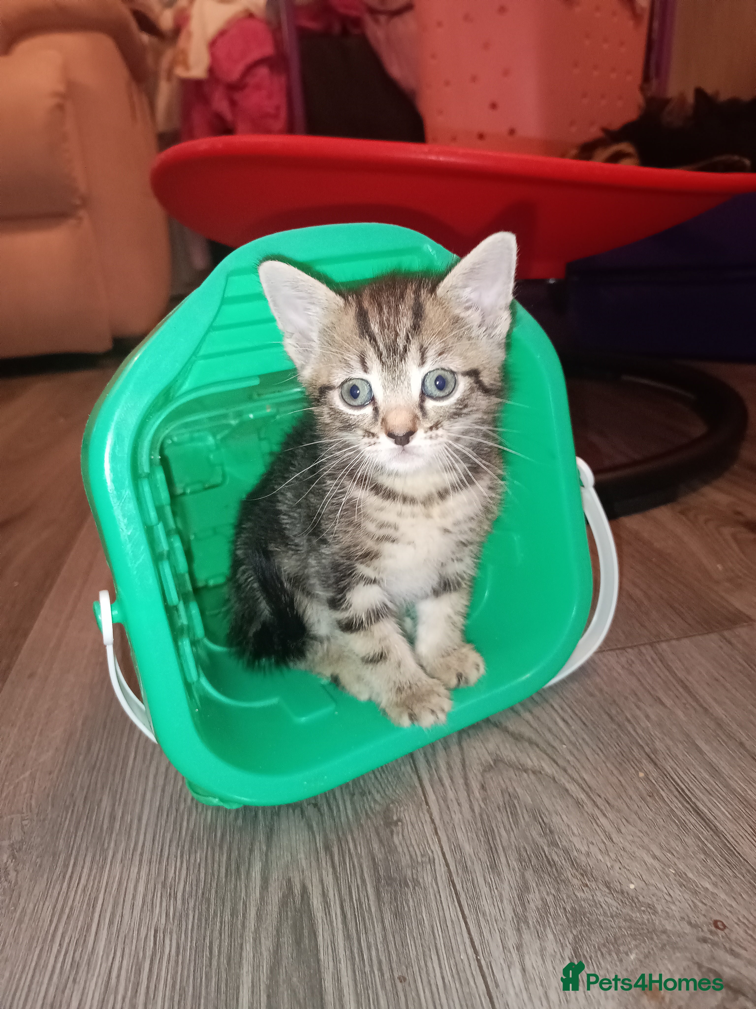 Mixed Breed cats Female tabby and black boy - Advert 7