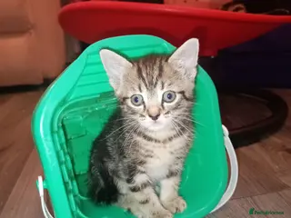 Mixed Breed cats Female tabby and black boy - Advert 1