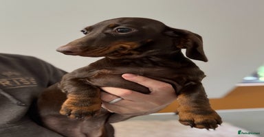 Miniature Dachshund dogs in Stafford - Advert 16