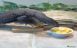 Monitor reptiles for sale: Black Dragon Asian Water Monitor  - Advert 3