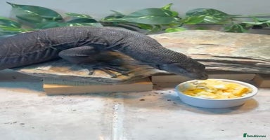 Monitor reptiles Black Dragon Asian Water Monitor  - Advert 1