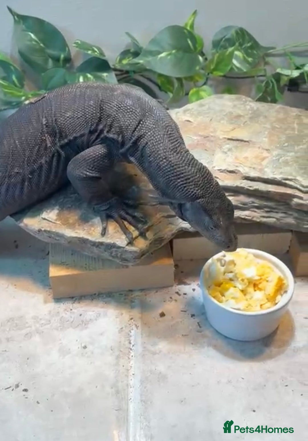 Monitor reptiles for sale: Black Dragon Asian Water Monitor  - Advert 3