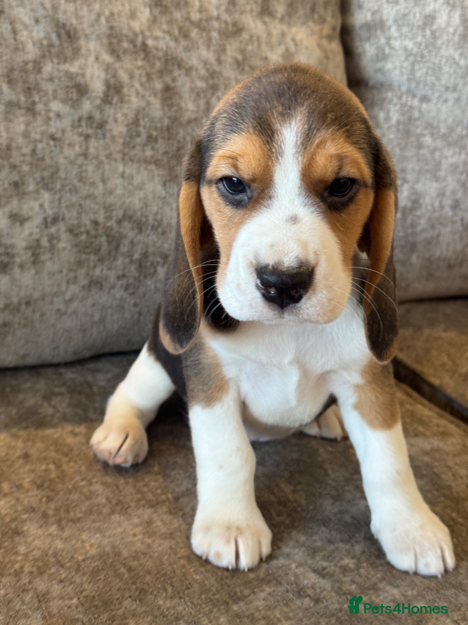 Beagle dogs TRUE SHOW TYPE KC REGISTERED BEAGLES - Advert 2