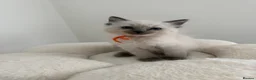 Ragdoll cats for stud: Ragdoll stud  - Advert 7