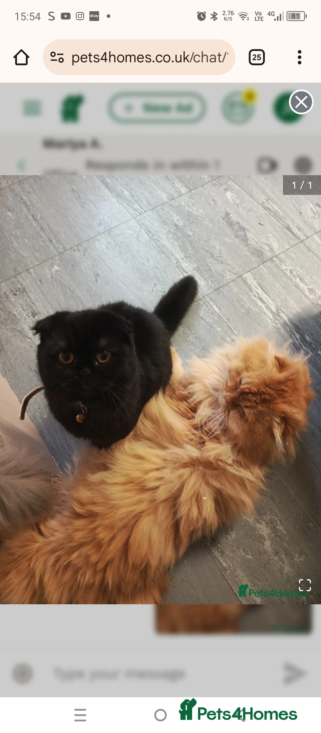 Ragdoll cats for sale: Scottish fold kitten - Advert 4