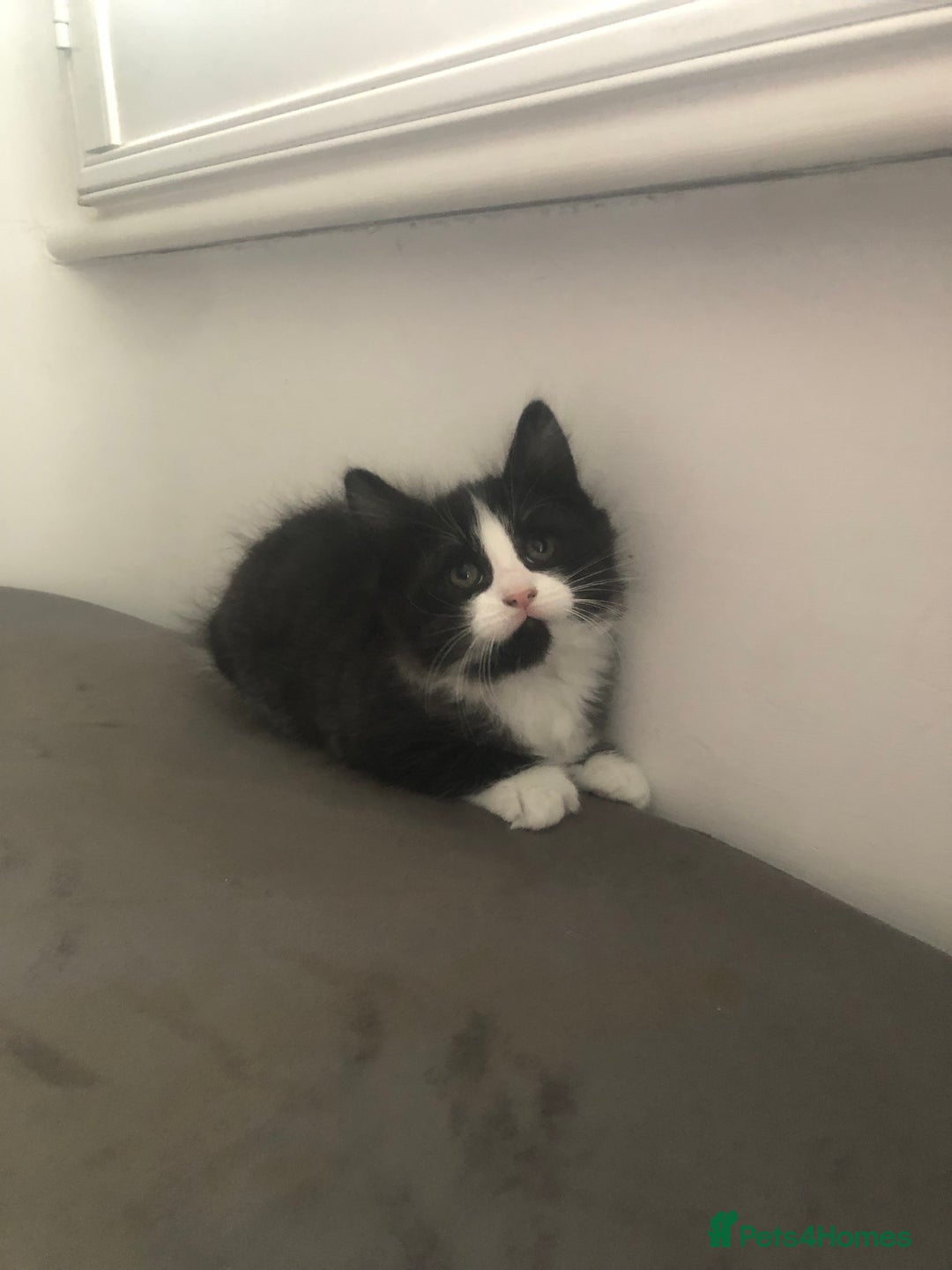 Mixed Breed cats for sale: Adorable Kittens for sale! - Image 5
