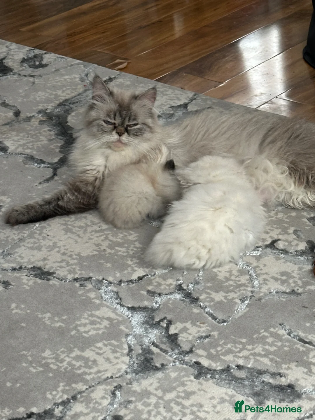 Persian cats for sale: Tina Atherton  - Advert 1