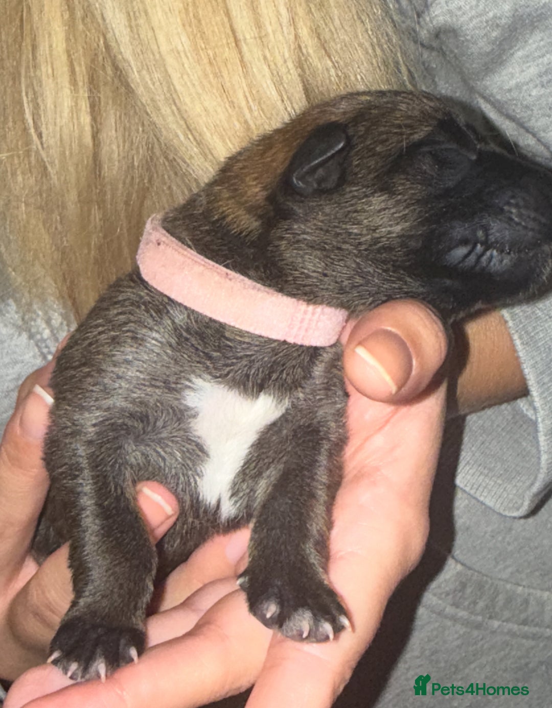 Mixed Breed dogs for sale: Belgian malinois x German Shepherd puppies  - Advert 20