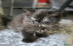 Ragdoll cats for sale: Beautiful Ragdoll x Norwegian forest cross kittens - Image 5