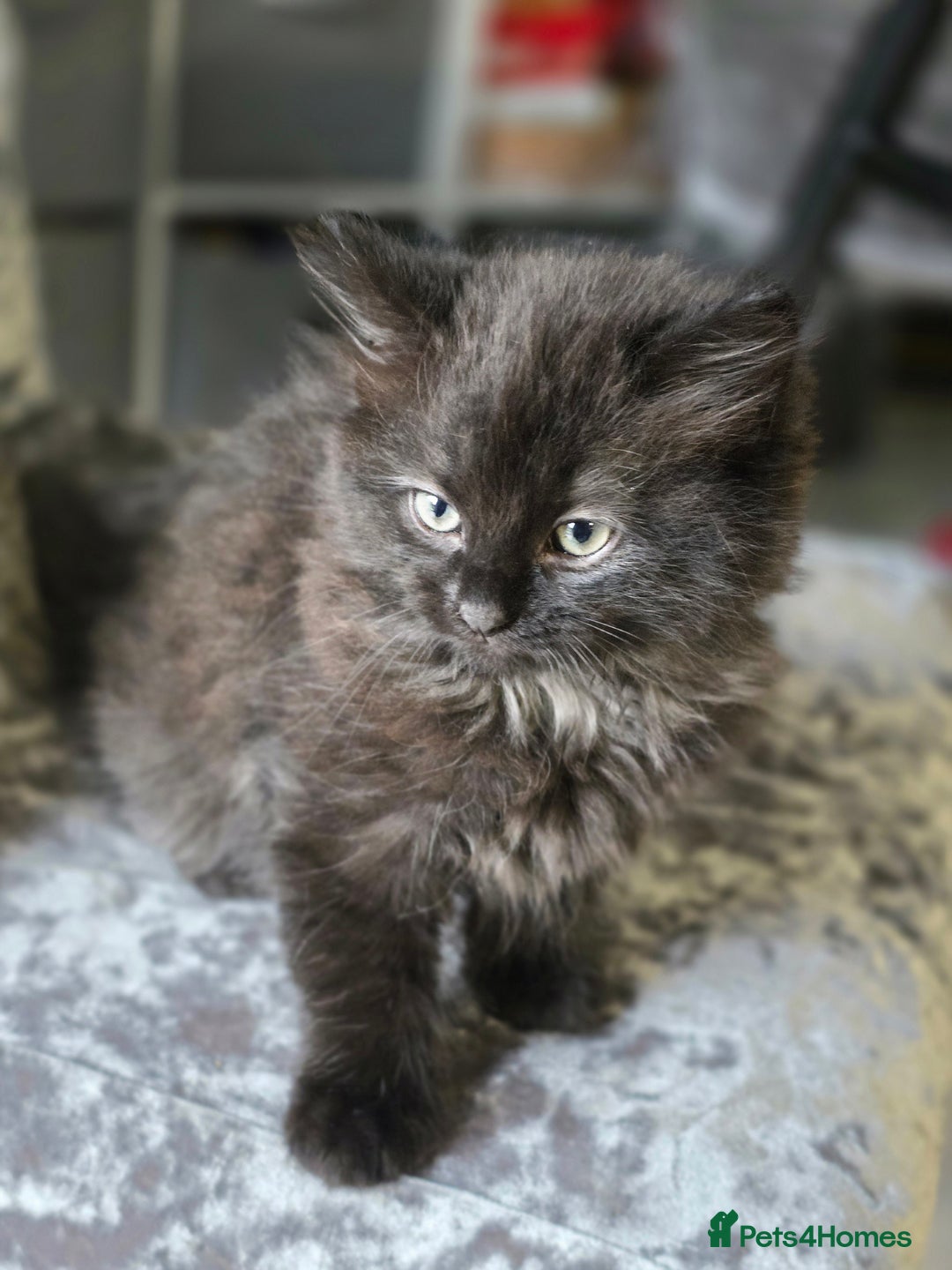 Ragdoll cats for sale: Beautiful Ragdoll x Norwegian forest cross kittens - Image 5