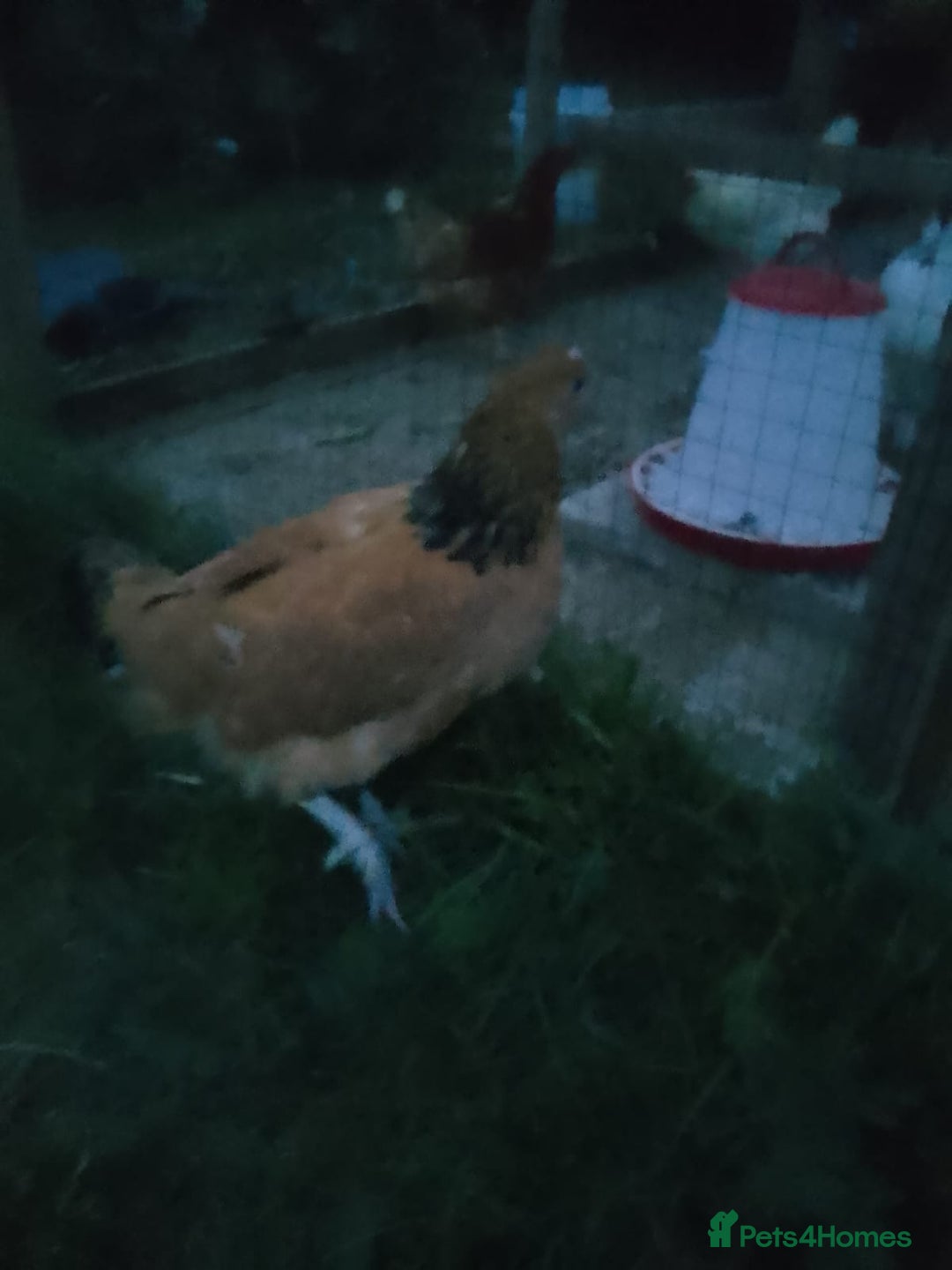 Chickens poultry for sale: Buff Sussex hen for sale for £30 - Image 2