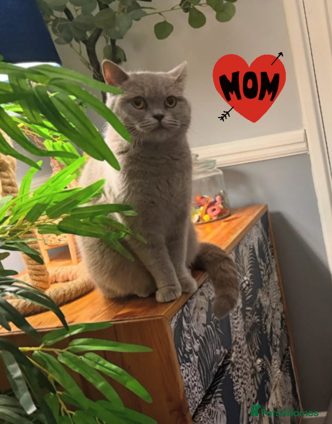 British Shorthair cats for sale: Pure British Shorthair Kittens😻🥇🏆Champion Line - Image 3