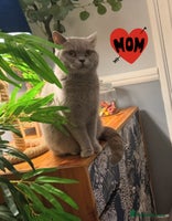 British Shorthair cats - Advert 2