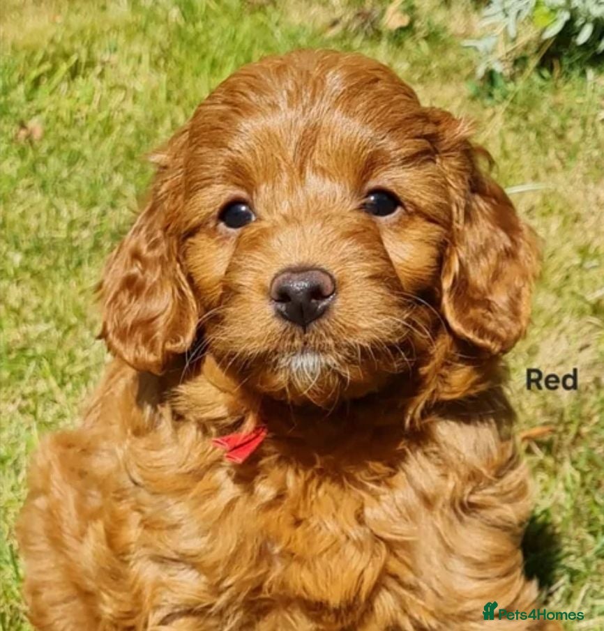 Goldendoodle dogs READY..Red F1bb miniature Goldendoodles dna clear - Advert 1