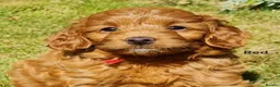 Mini Goldendoodle dogs for sale: READY..Red Mini Goldendoodles dna clear - Advert 5