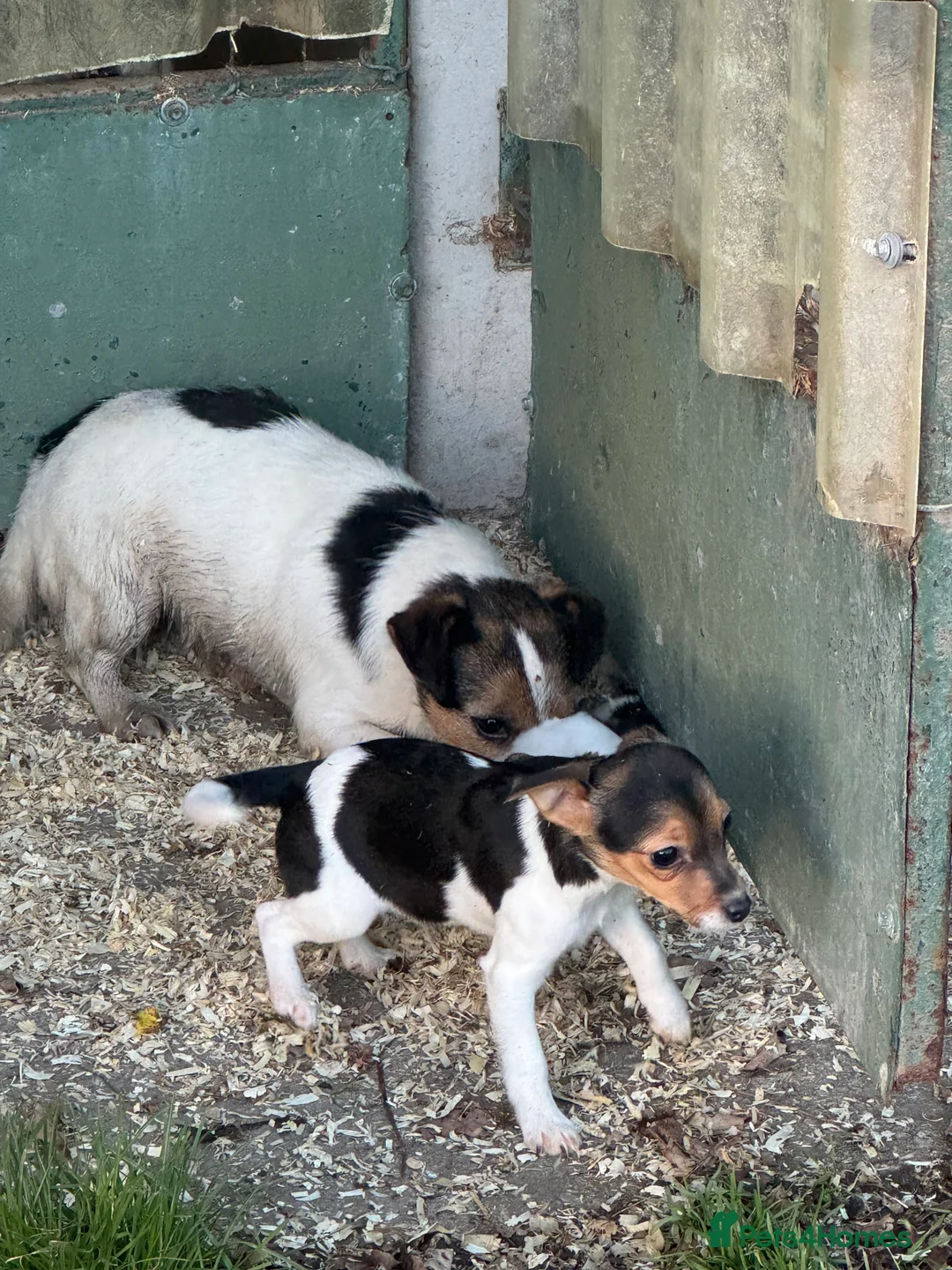Mixed Breed dogs for sale: Chi Jack puppies - Advert 4