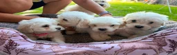 Mixed Breed dogs for sale: Bichon frise  in Bedford - Advert 22