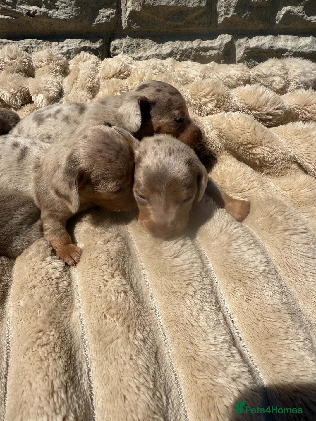 Miniature Dachshund dogs for stud: Tommy Isabella dapple long haired  - Advert 4