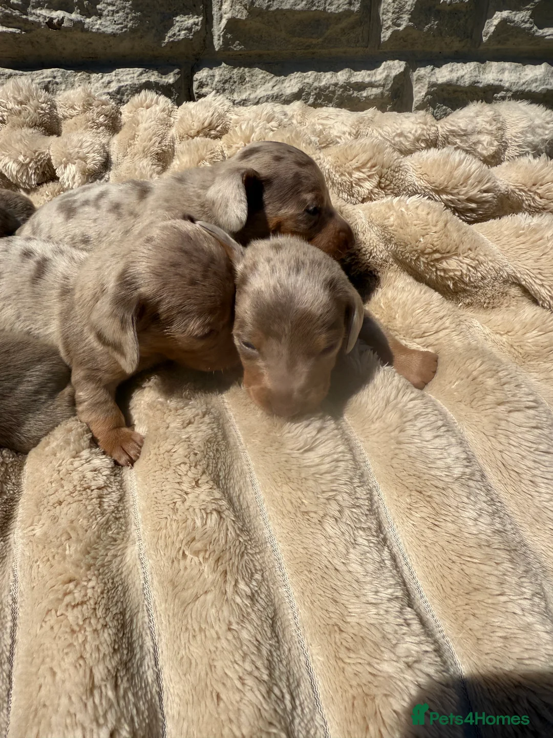 Miniature Dachshund dogs for stud: Tommy Isabella dapple long haired  - Advert 4