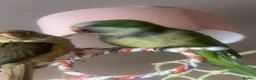 Parrots birds for sale: Breeding pair in Birmingham - Advert 3