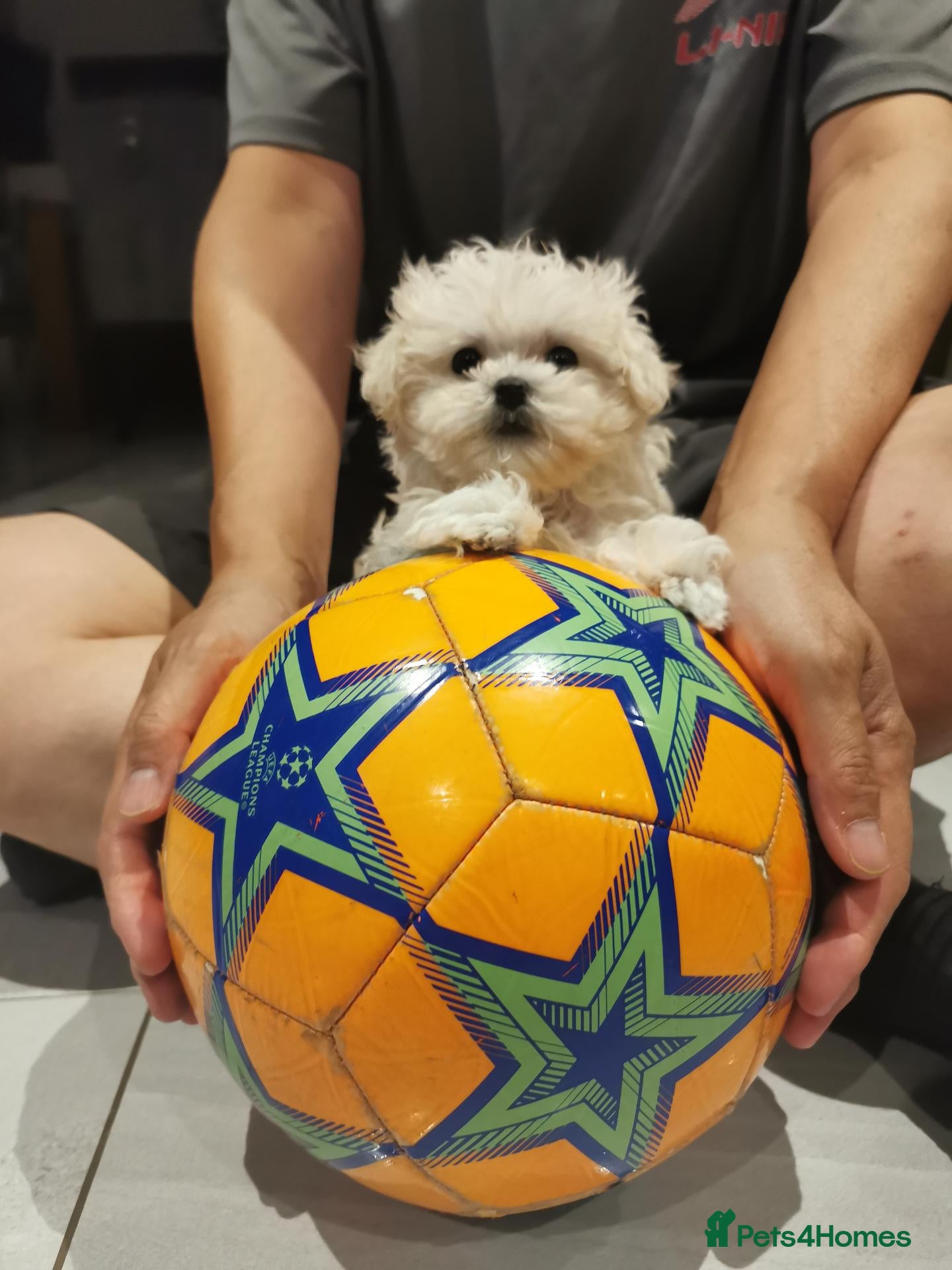 Maltipoo dogs Maltipoo F1 Toy Size, KC Parents, DNA Tested Clear - Advert 2