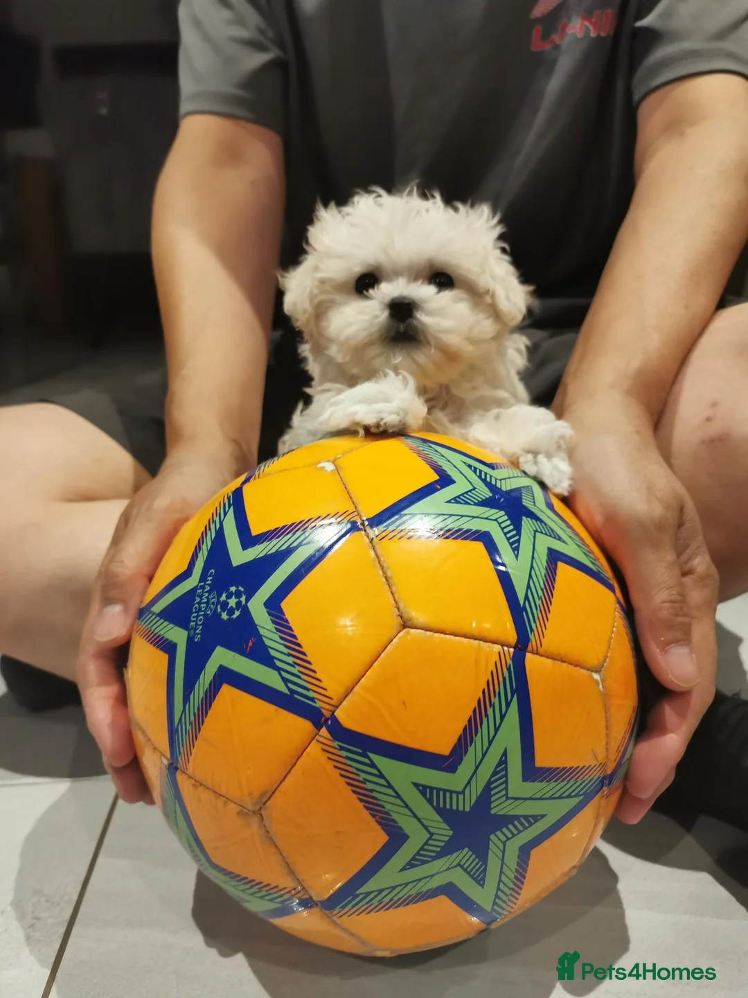 Maltipoo dogs for sale: Maltipoo F1 Toy Size, KC Parents, DNA Tested Clear - Advert 2