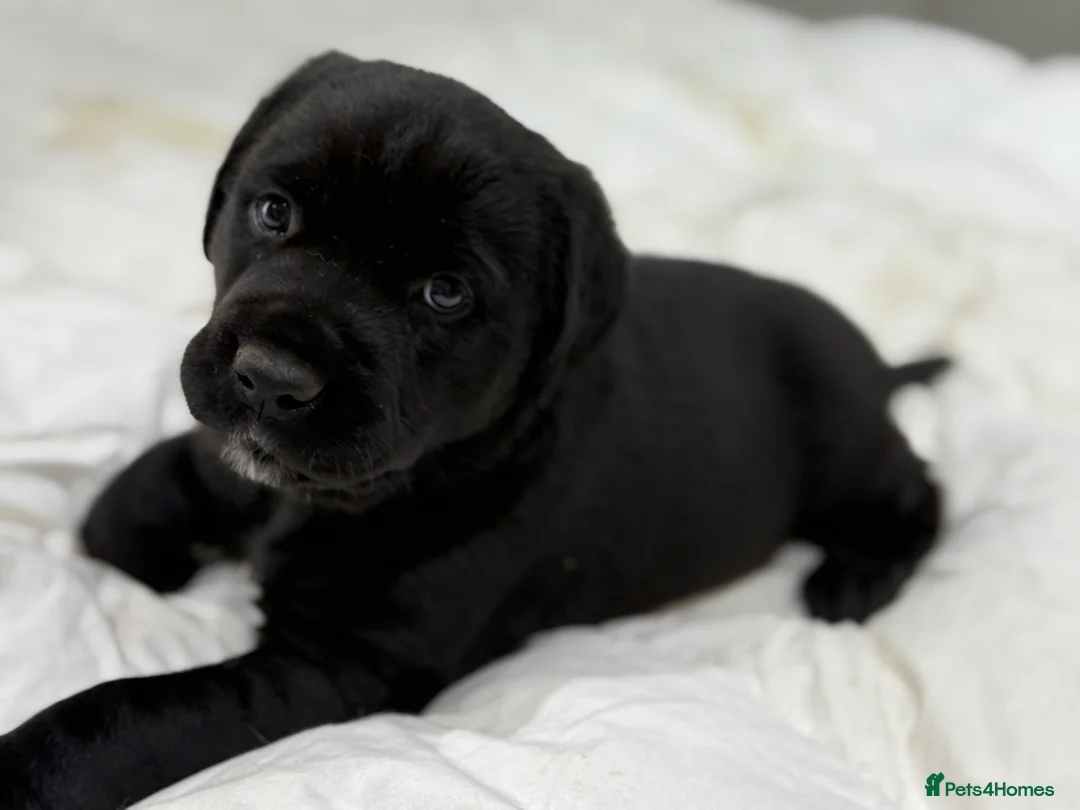 Mixed Breed dogs for sale: Beautiful friendly cane Corso crosses  - Advert 3