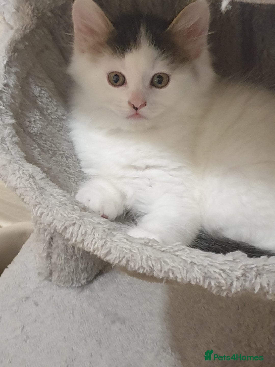 Mixed Breed cats for sale: Cute little boy  - Advert 14