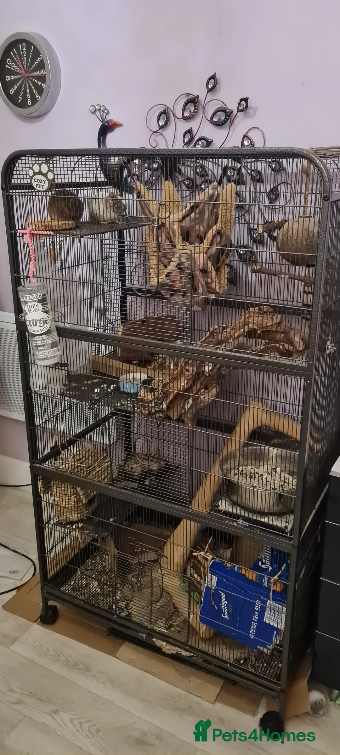 Degus rodents for sale: 3 young male Degus and whole cage set up for sale in Weymouth - Advert 10