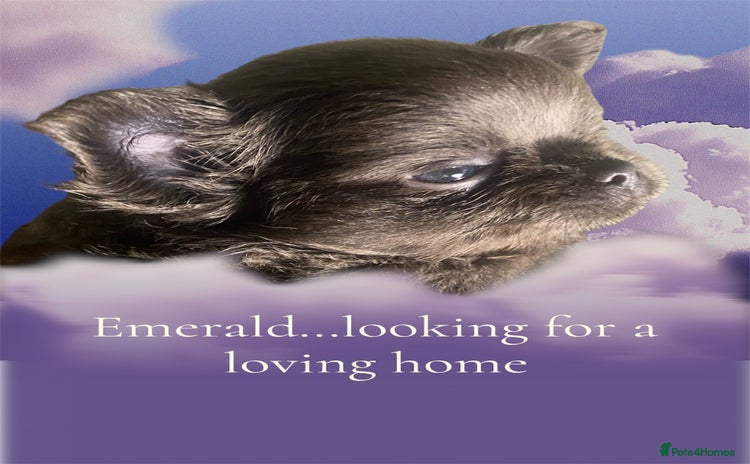 Chihuahua dogs - Advert 1