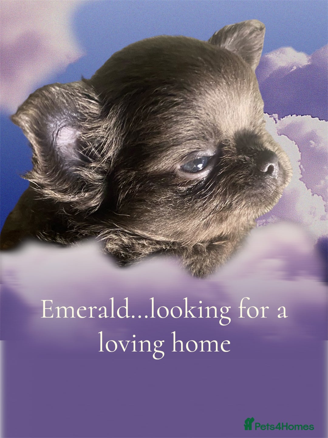 Chihuahua dogs for sale: Female fluffy girl Chihuahua 💕💕💕 - Image 1