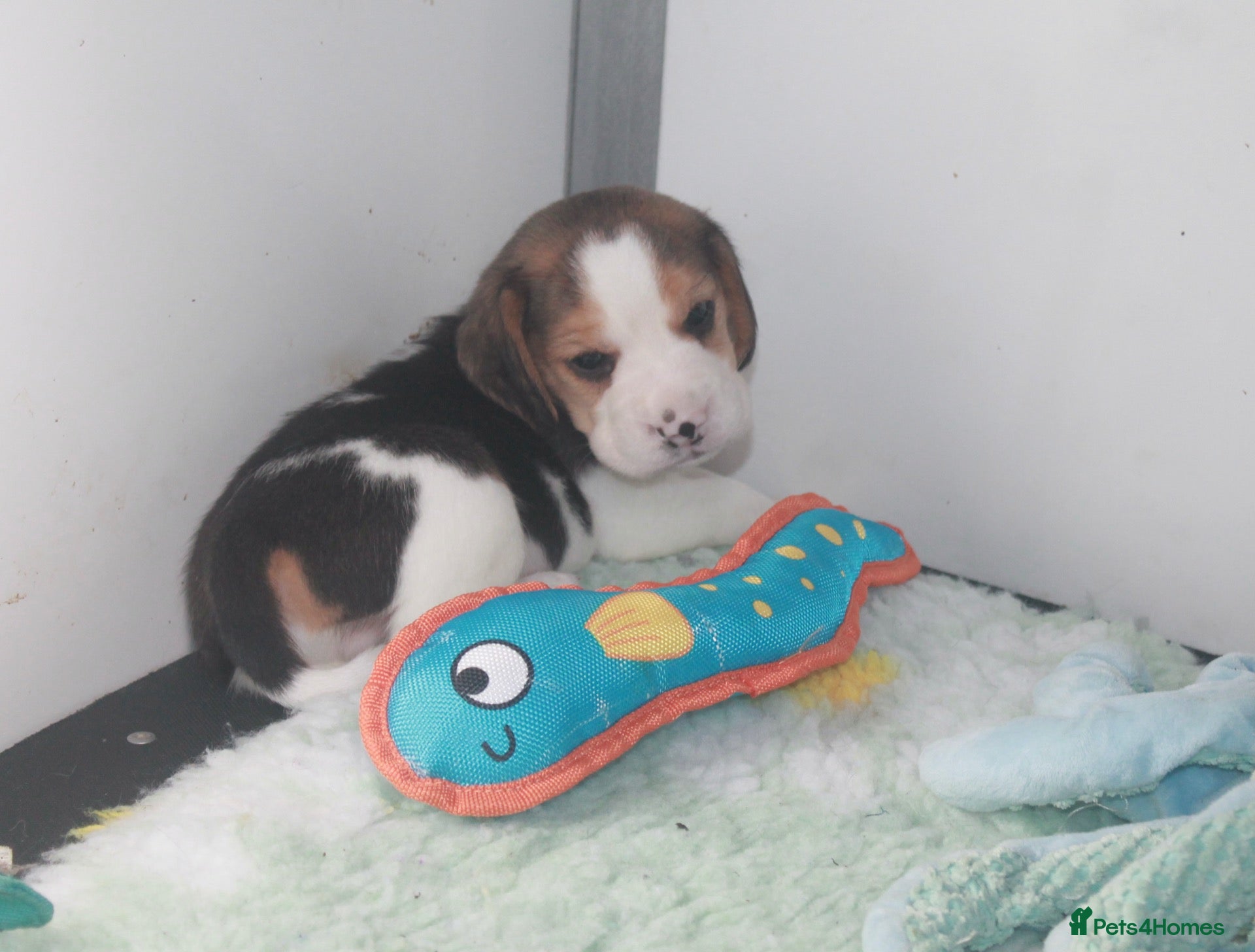 Beagle dogs KENNEL CLUB REG BEALE PUPPIES - Advert 1