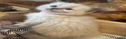 Ragdoll cats for sale: Beautiful female pure blue point ragdoll kitten  - Advert 2