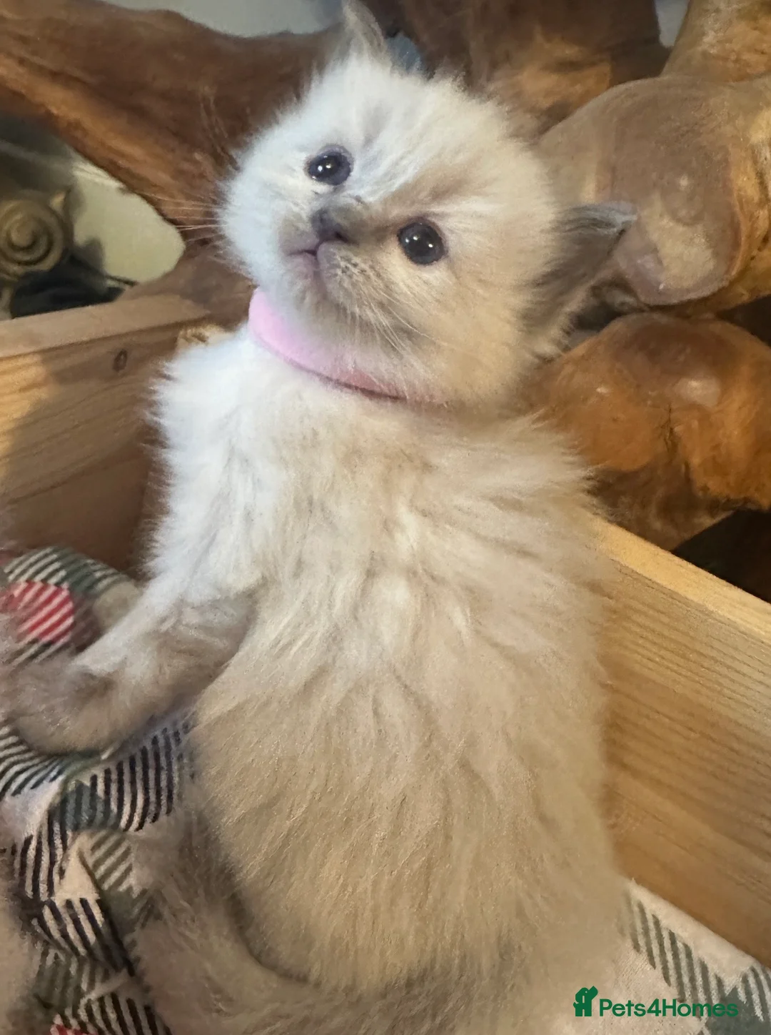 Ragdoll cats for sale: Beautiful female pure blue point ragdoll kitten  - Advert 2