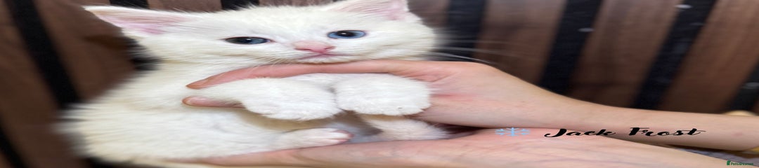 British Shorthair Kitten 2