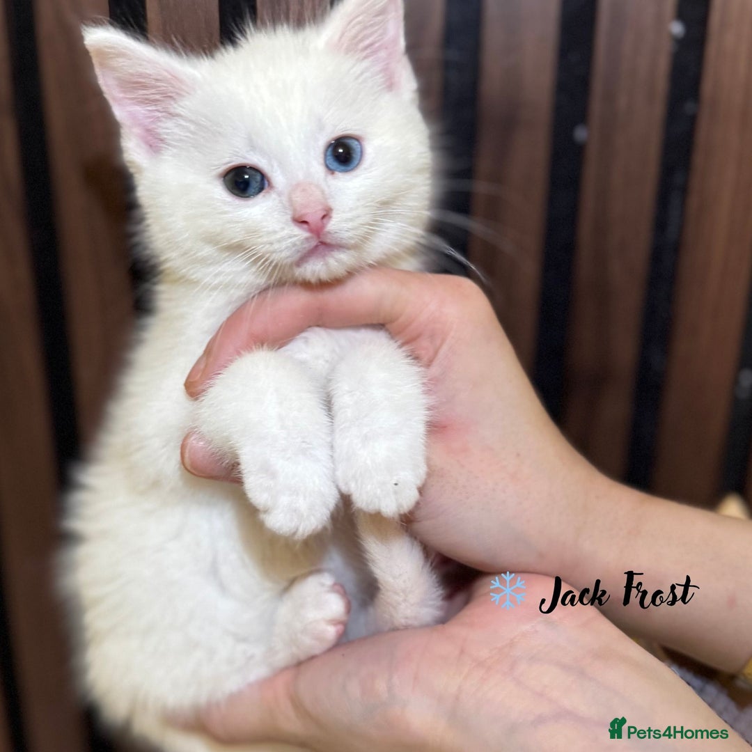 British Shorthair cats for sale: 🎃The Jack Frost Litter–Frost & Pumpkin Whiskers❄️ - Image 23