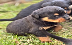 Rottweiler dogs for sale: Chunky Rottweiler puppies for sale  - Image 21