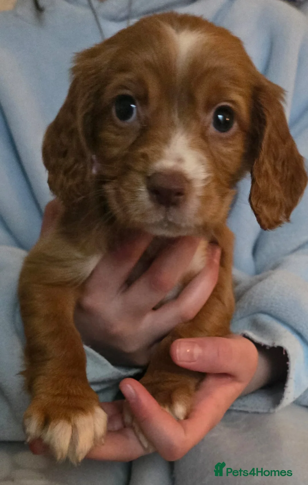 Cavapoo dogs for sale: Cavapoo puppies  in Ilford - Advert 2