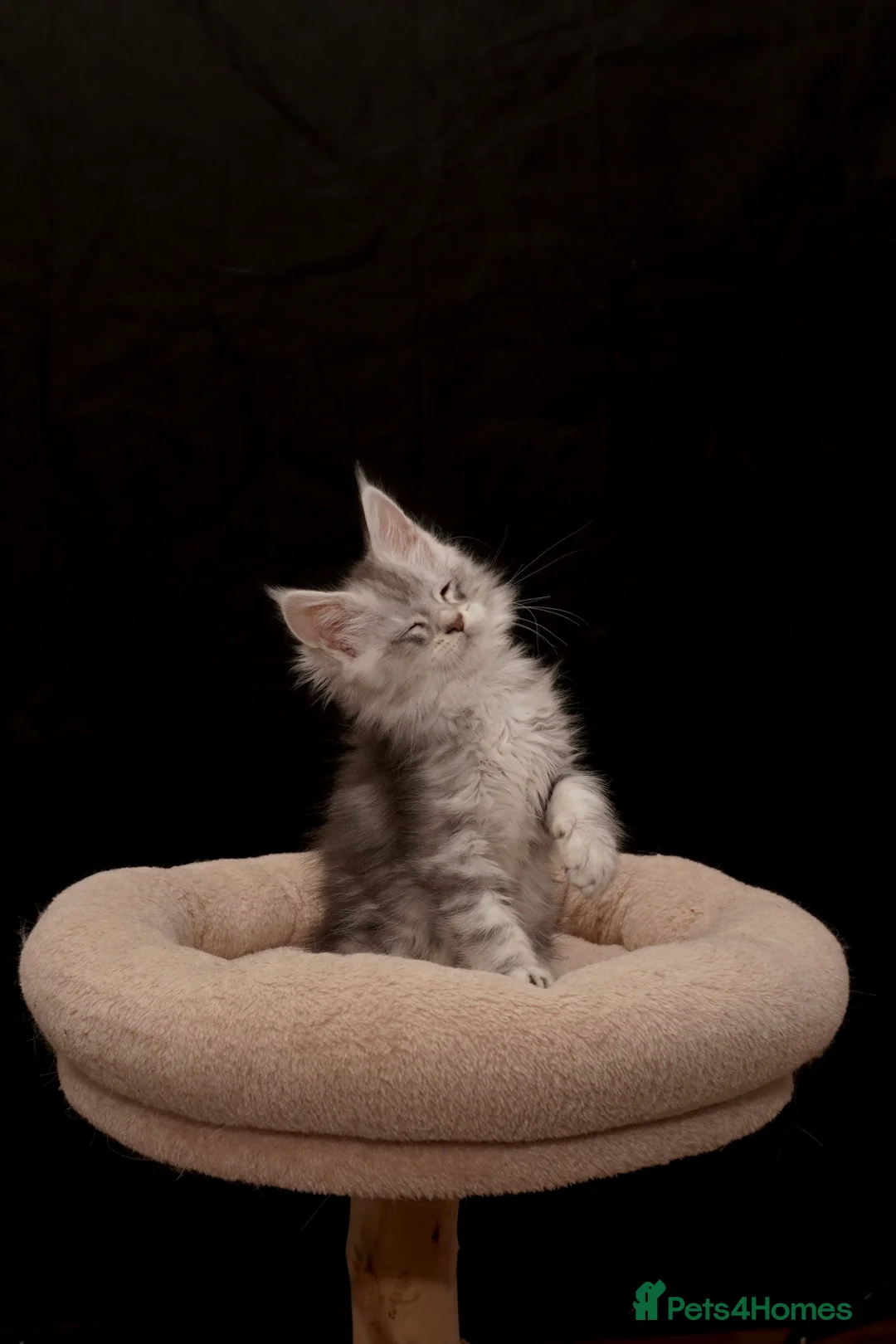 Maine Coon cats for sale: Black Silver classic tabby Mainecoon kittens - Advert 6
