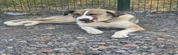 Mixed Breed dogs for adoption: Beautiful Big Girl Blanca  - Advert 17