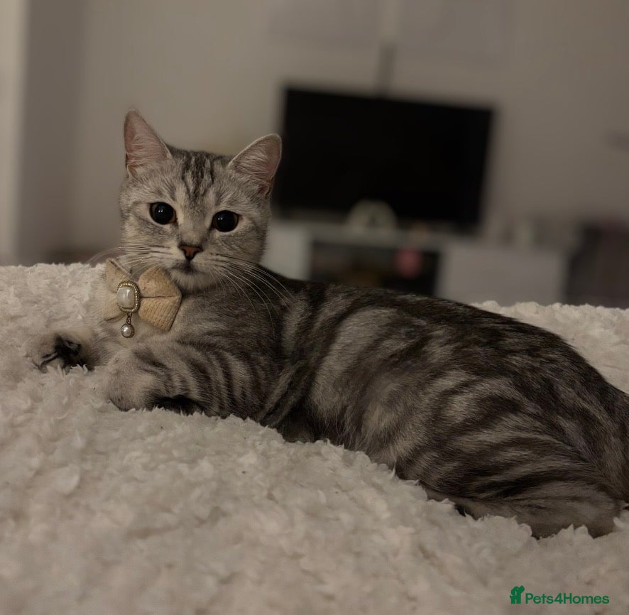 British Shorthair cats Chunky British Short Hair Kittens  - Advert 12