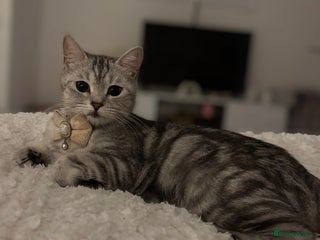 British Shorthair cats Chunky British Short Hair Kittens - Advert 12