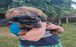 Miniature Dachshund dogs for sale: Miniature Dauschaund  in Salisbury - Image 6